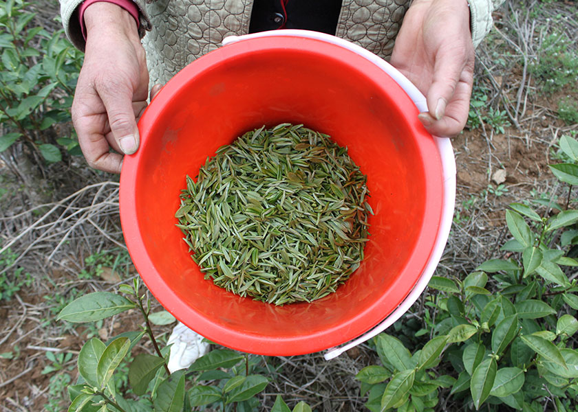 【茶園基地】