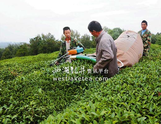 湖北白茶廠家