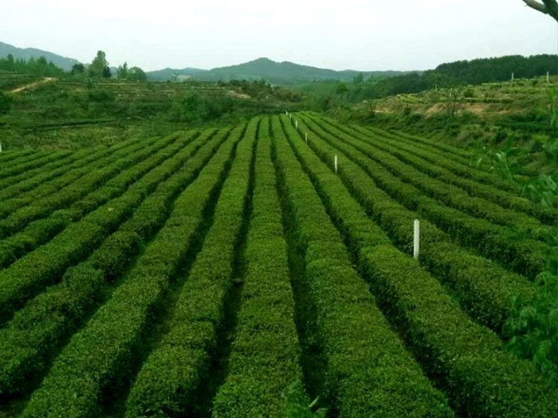 湖北白茶廠家