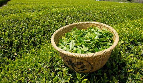 湖北紫云劍豪生態(tài)茶業(yè)股份有限公司